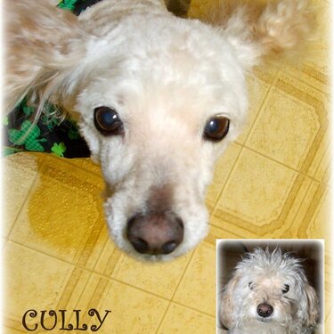 Mar 07 ~ Cully Gets a Trim!