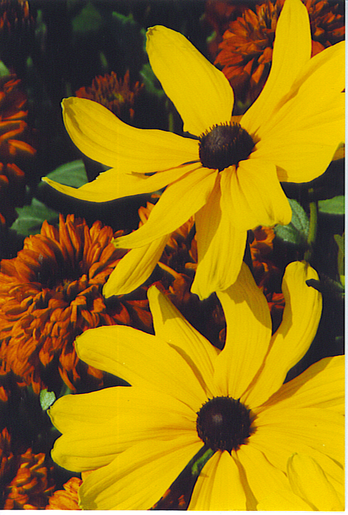 More Florals ~ Brown-Eyed Susans at King&#039;s Way - original