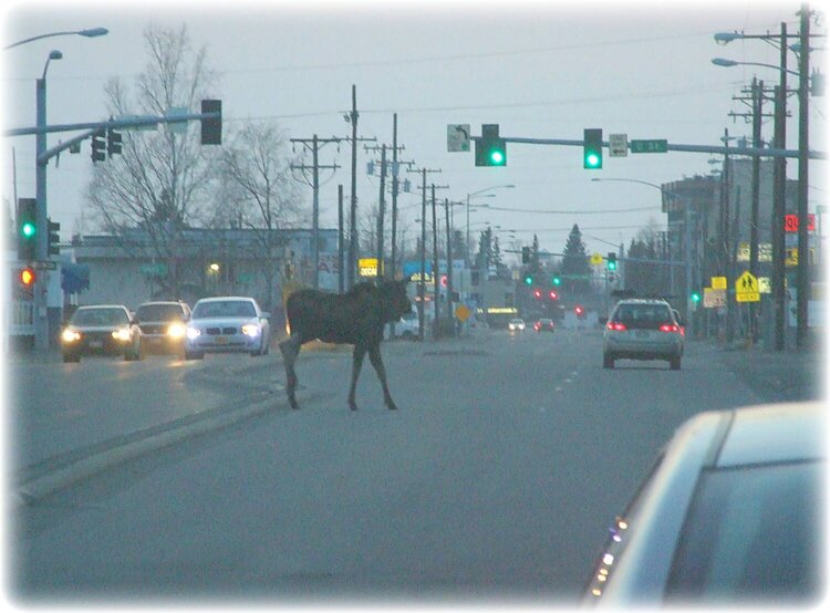 JFF ~ Moose on the Loose!