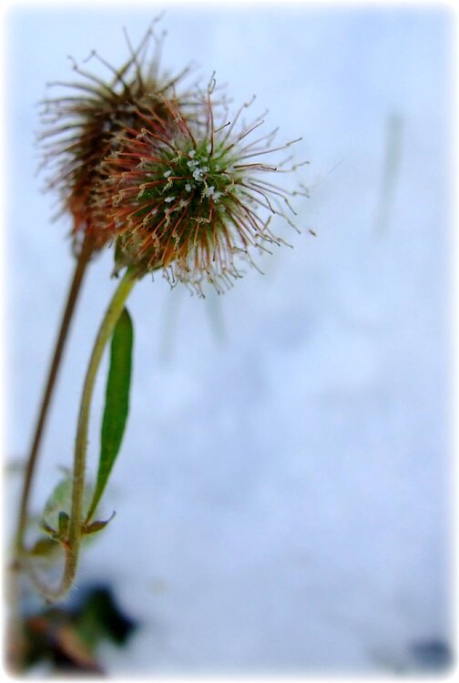 Nov 13 ~ Thistle Plant?