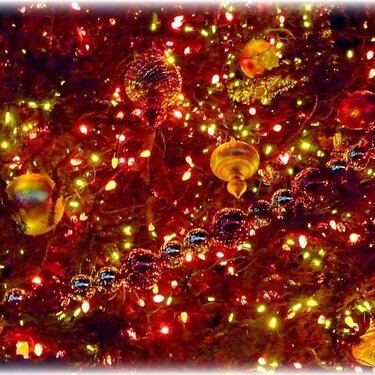 Nov 30 ~ O Tannenbaum