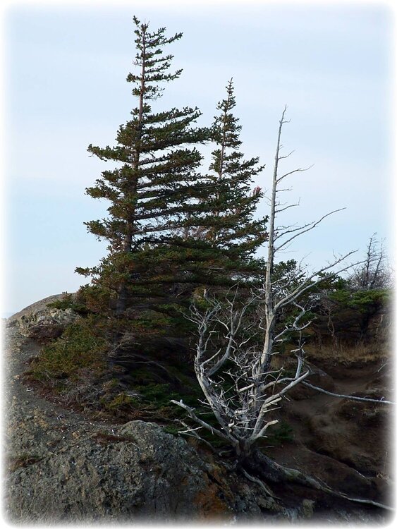 Nov 30 ~ Wind-Swept Trees at Beluga Point