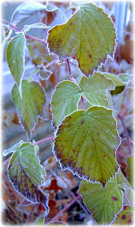 Oct 17th ~ Frost-Rimmed Leaves