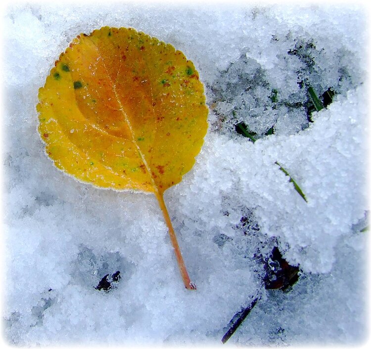 Oct 29 ~ Painted Leaf in Snow