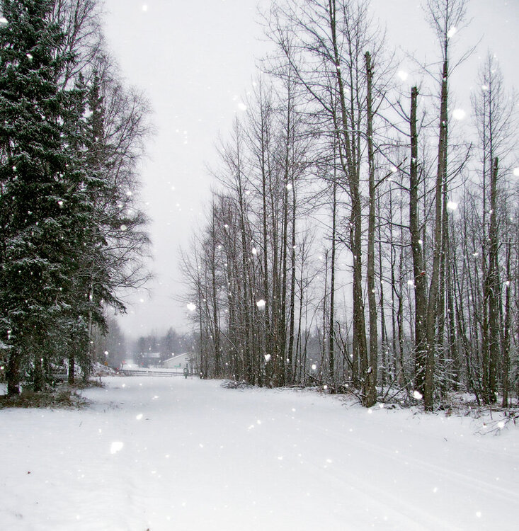 Nov 11 ~ Snowfall on Poppy Lane