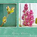 JFF ~ Spring Lilacs