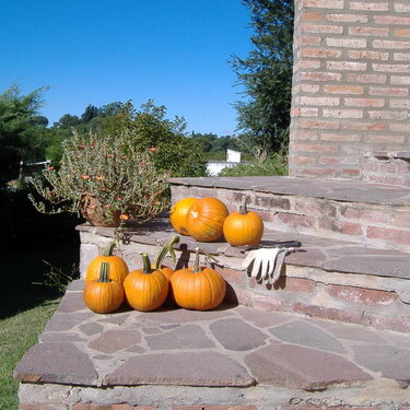 from my own pumpkin patch!!!