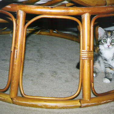caged kitty