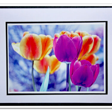 Tulip photo 2