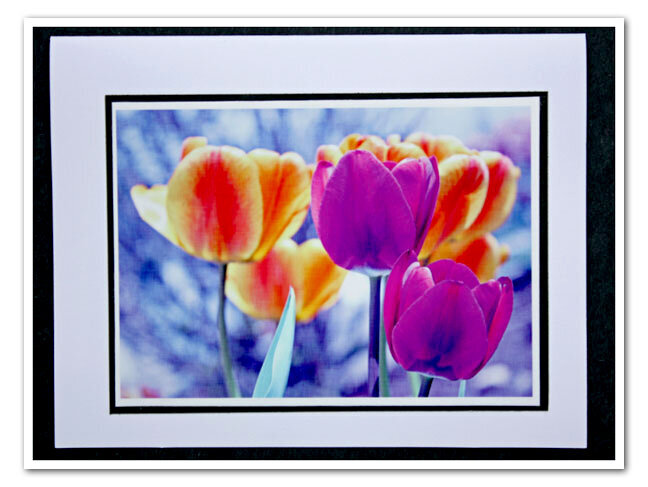 Tulip photo 2