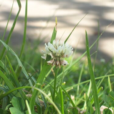 A Wild Flower (July AGC)