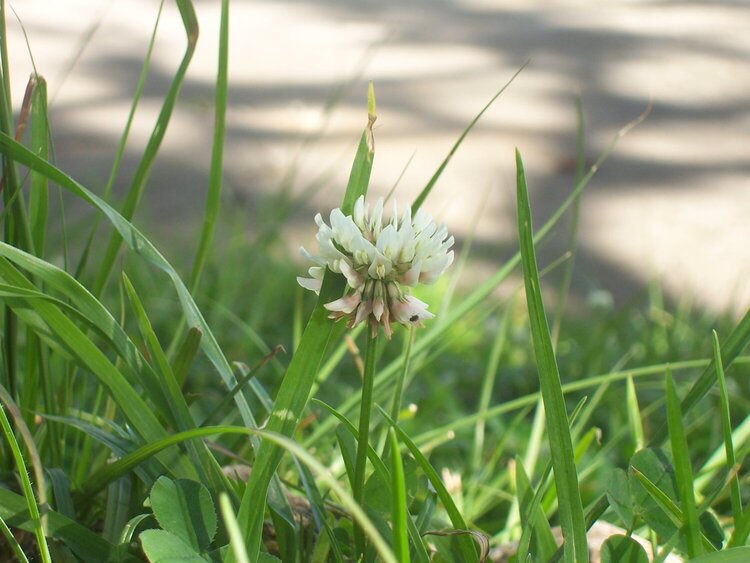 A Wild Flower (July AGC)