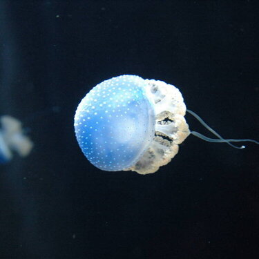 jelly fish