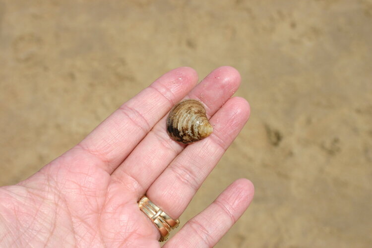 3) Seashell {7pts}