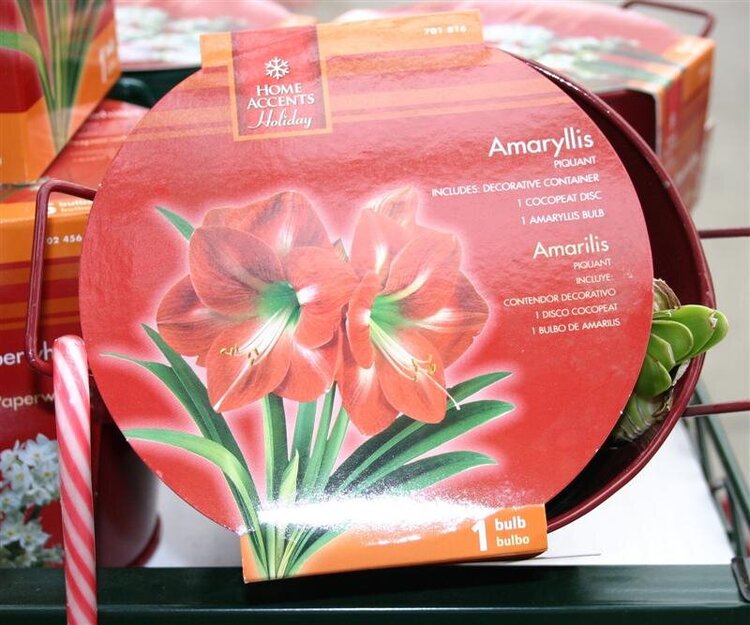 11) An Amaryllis {7pts.}