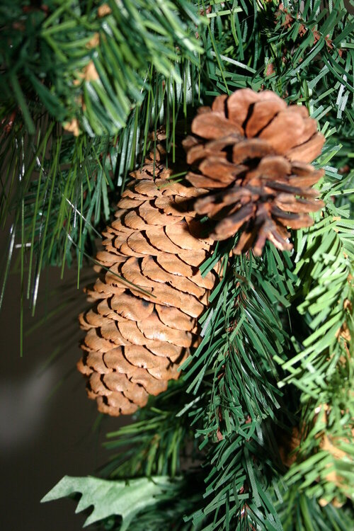 15) A Pinecone(s) {7pts.}