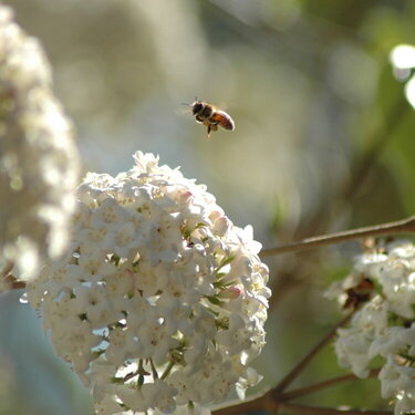 Spring has arrived