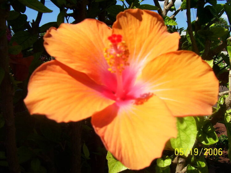 Hibiscus (orange)