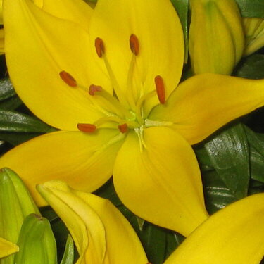 lillies