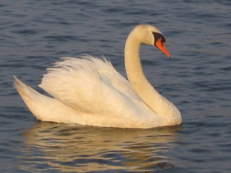 lonely swan