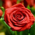 Single Red Rose