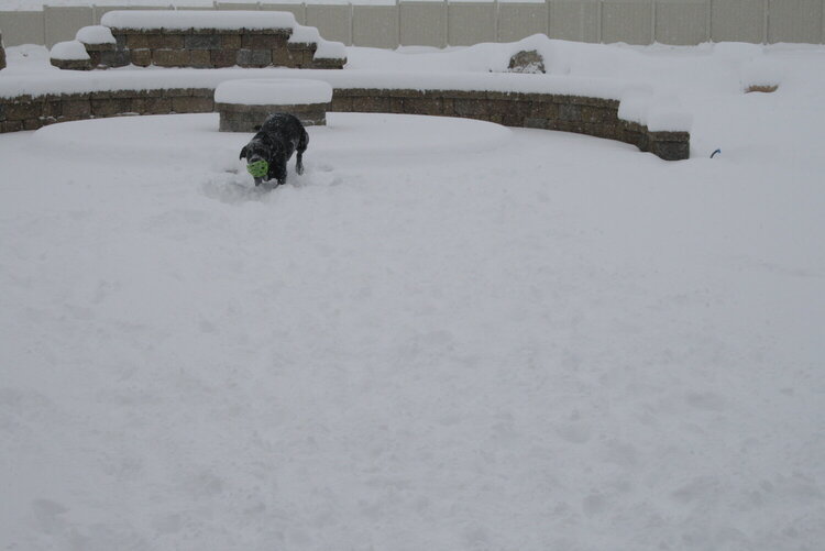 Backyard Nevada