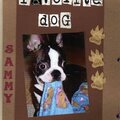 Sammy the Boston Terrier