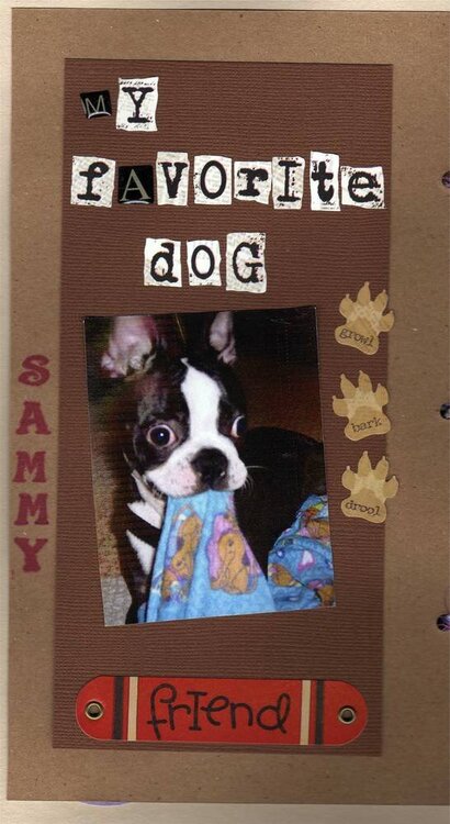 Sammy the Boston Terrier