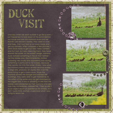 Duck Visit