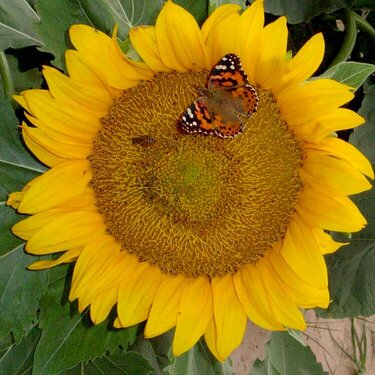 sunflower_with_butterfly_for_email