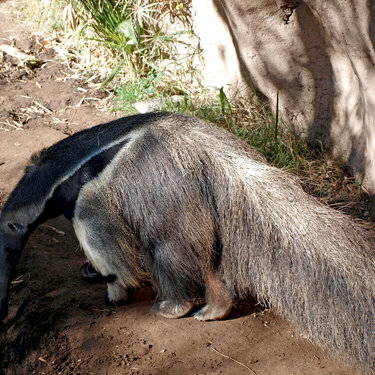 Anteaters are weird animals