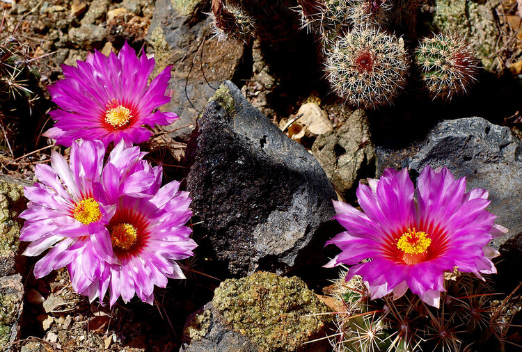 More pretty cactus blooms