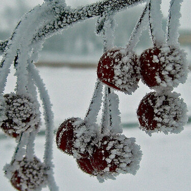 Dec 19  Frosted Crab Apples