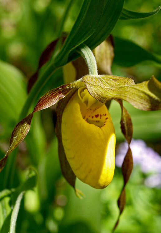 JFF  Minnesota Orchid