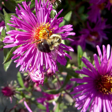 Oct 4 Busy as a Bee