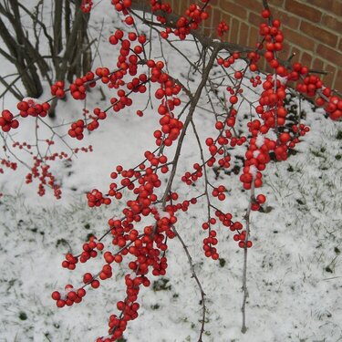 Snow in Georgia Feb. 1