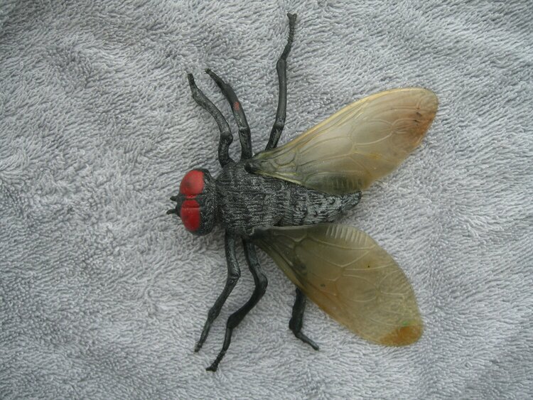 March 7  The Dreaded Fly!!