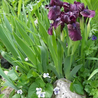 IRIS, VOILETS AND FERNS