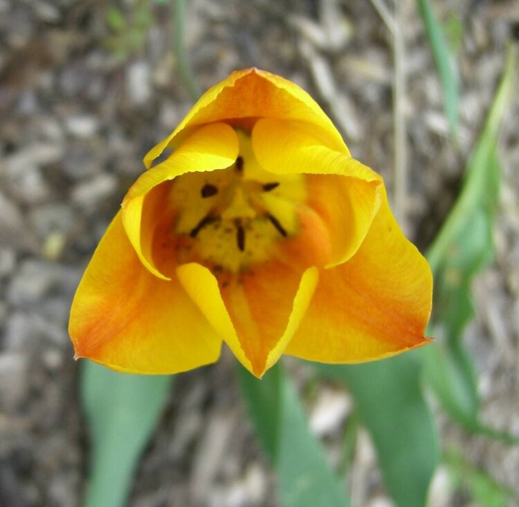 TULIP FROM ABOVE