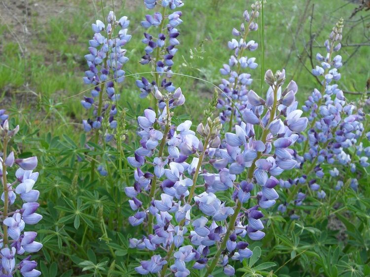 Wild Lupine