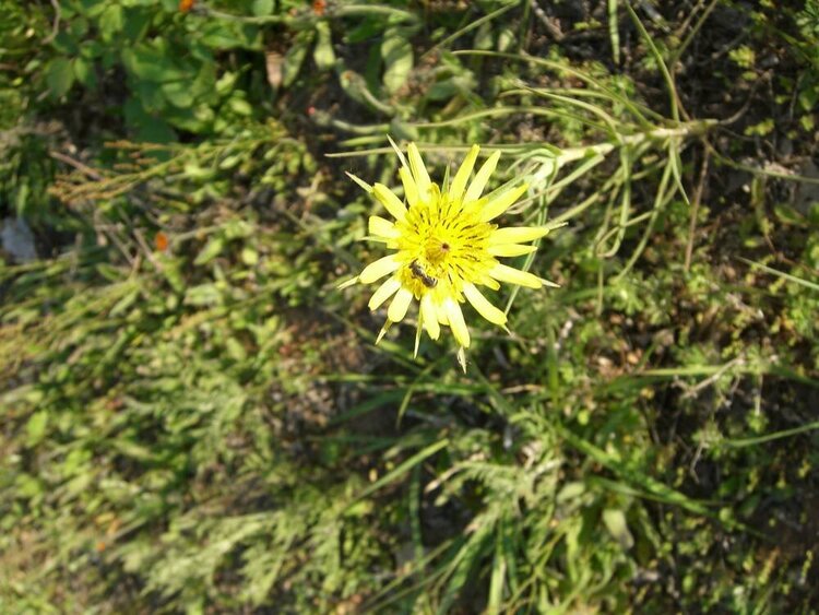 Goat&#039;s Beard