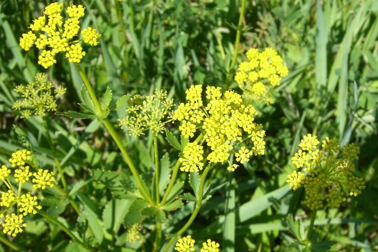 Golden Alexanders