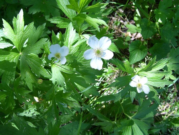 Canada Anemone