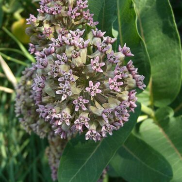 Common Milkweed