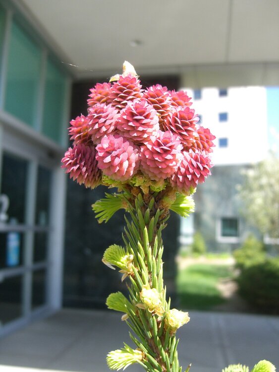 May 4   Pink Pine Cones