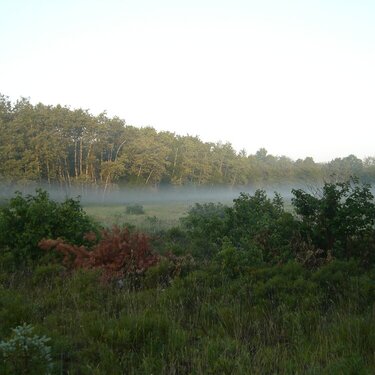 July 4 Early Morning Mist