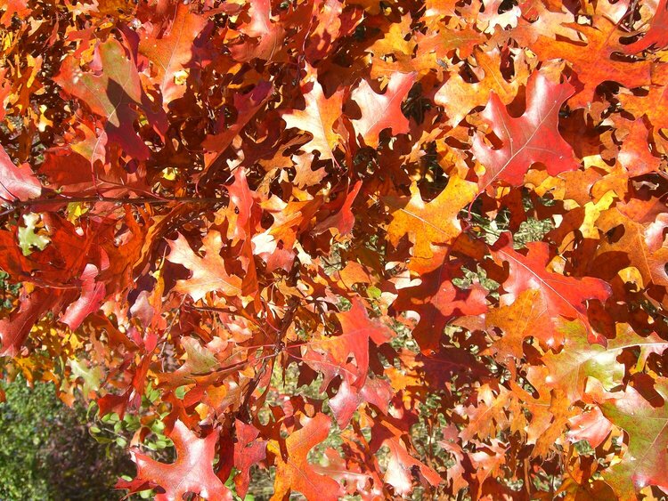 Oct 25 Oak Leaves
