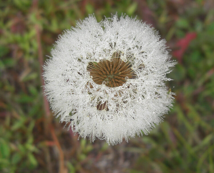 September 13  Dandelion Dewed