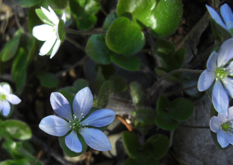 More Spring flowers