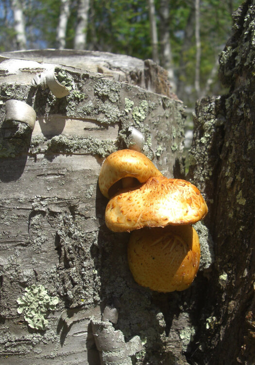 May POD  Golden Fungus
